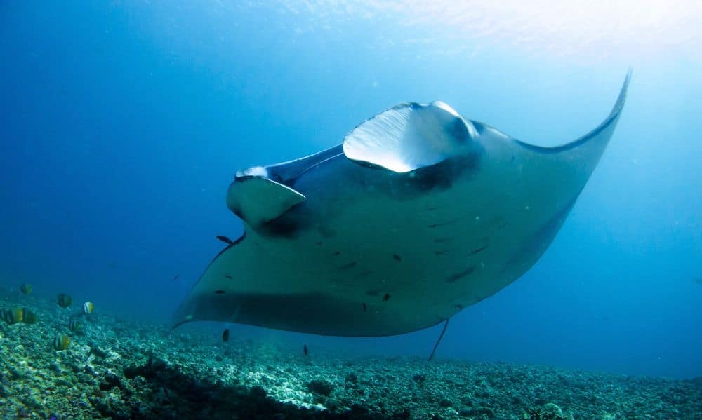 Komodo manta ray Diving Komodo