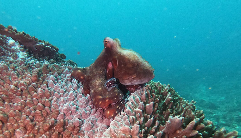 DCIM100GOPROGOPR1826.JPG Big Brave Octopus Diving in Bali, Nusa Lembongan | Two Fish Divers Bali