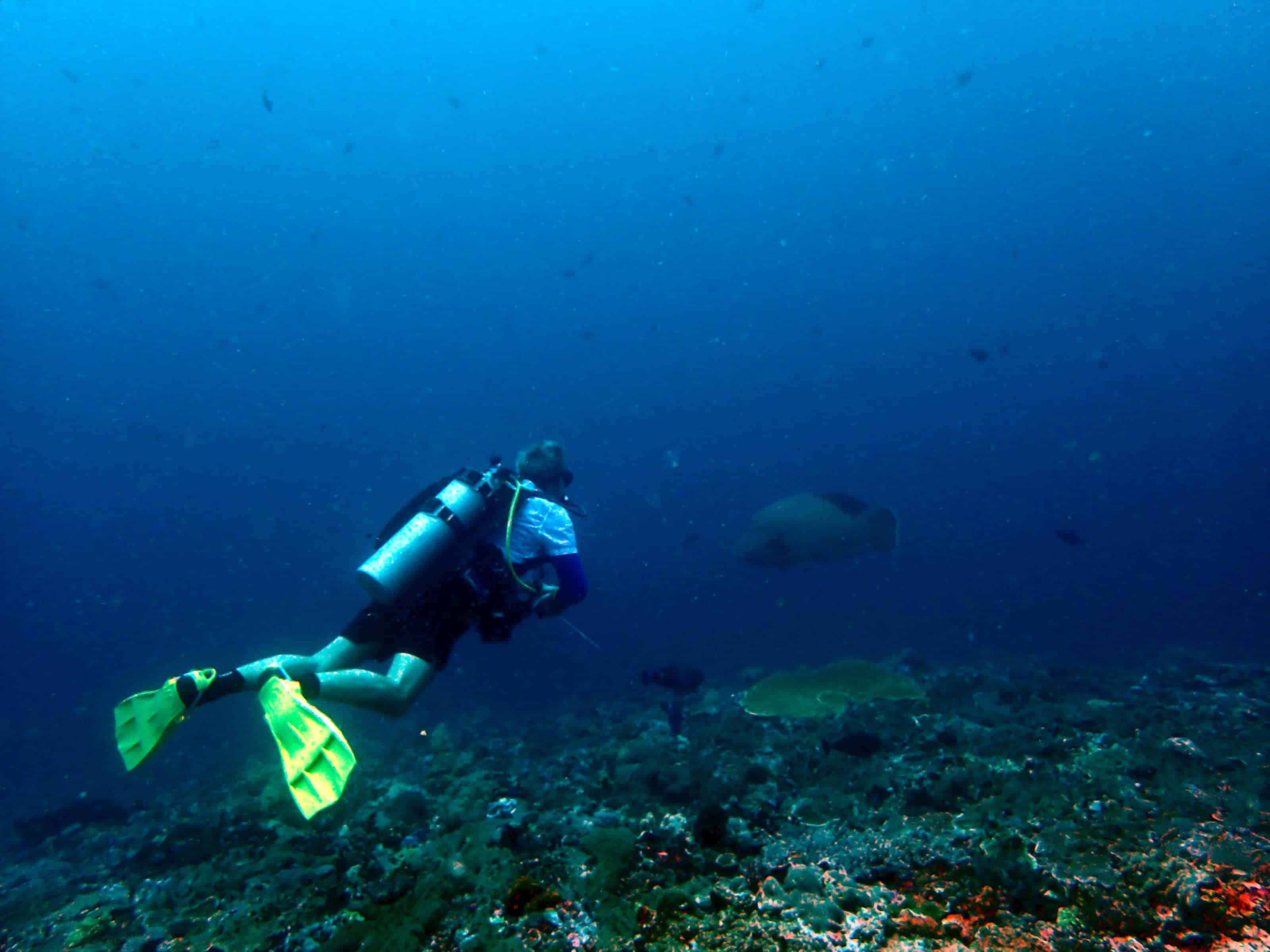 Napoleon wrasse while diving | Two Fish Divers Napoleon wrasse while diving | Two Fish Divers