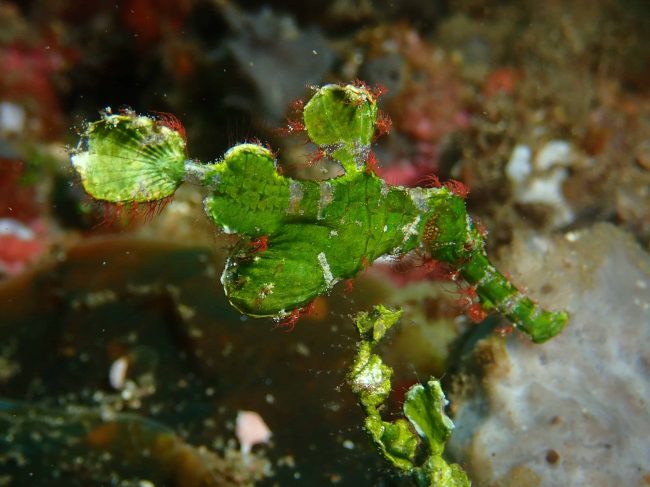 Ghost pipefish are in Lembeh – June 2019 Ghost pipefish are in Lembeh - June 2019