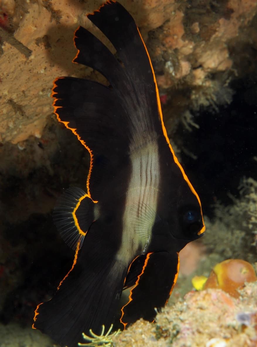 Pinnate Spadefish | Two Fish Divers Amed Pinnate Spadefish | Two Fish Divers Amed