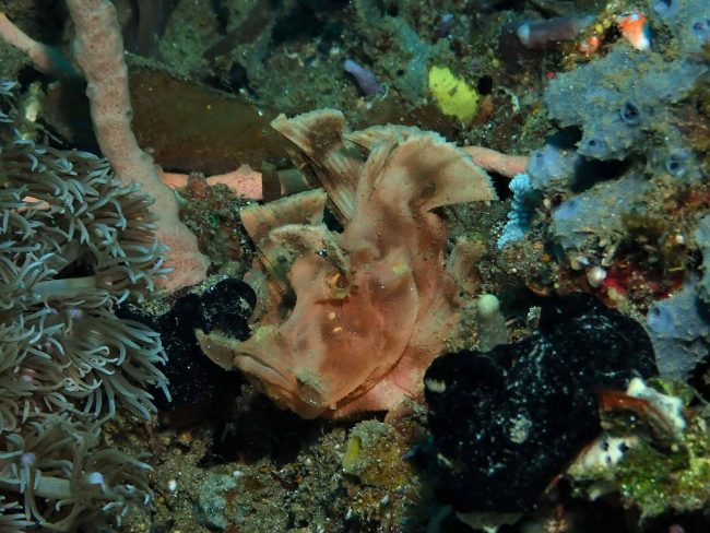 Rhinopias are Back in Lembeh Rhinopias are Back in Lembeh