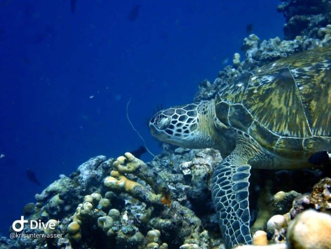 Turtle Paradise | Two Fish Divers Gili Air Turtle Paradise | Two Fish Divers Gili Air