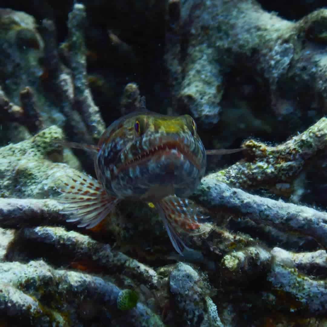 Lizard fish watch the world go by in Bunaken
