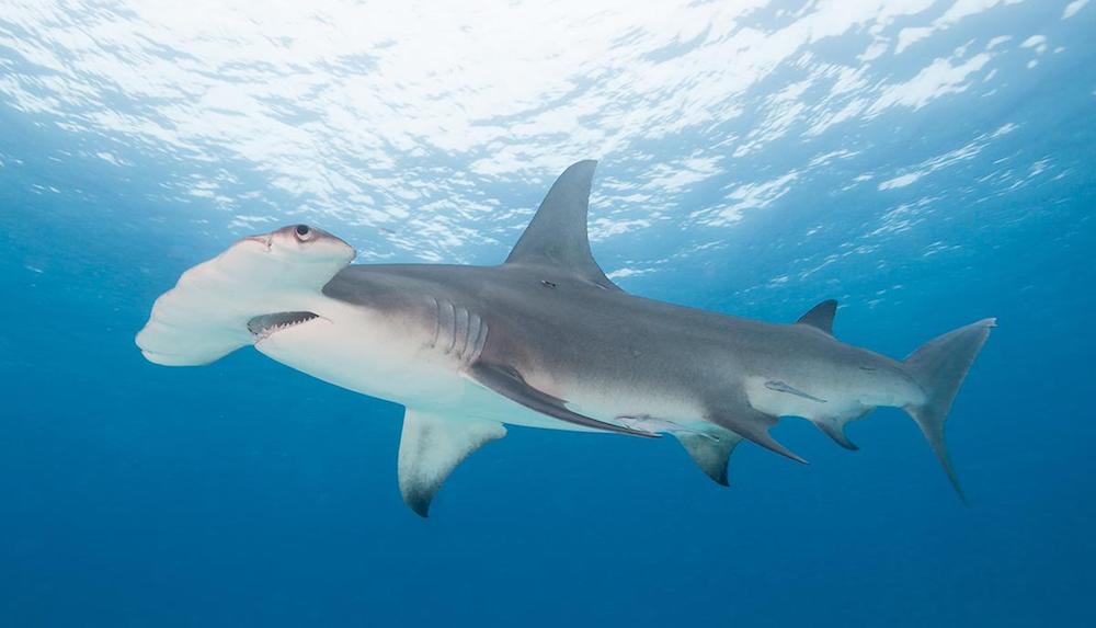Hammerheads Hammerheads Lombok
