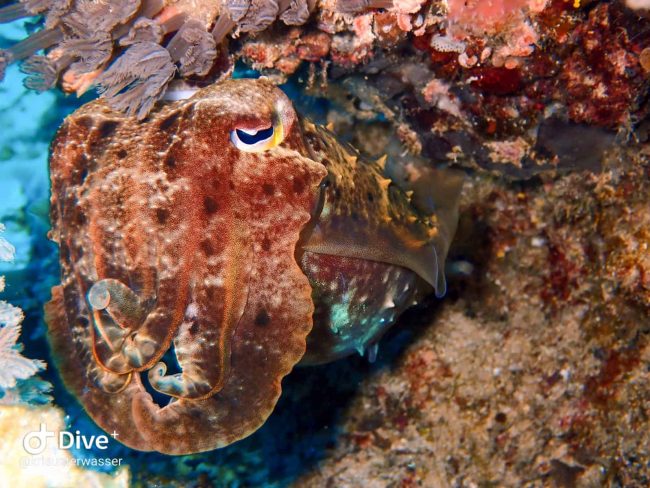 Cuttlefish 1 Cutiefish Two Fish