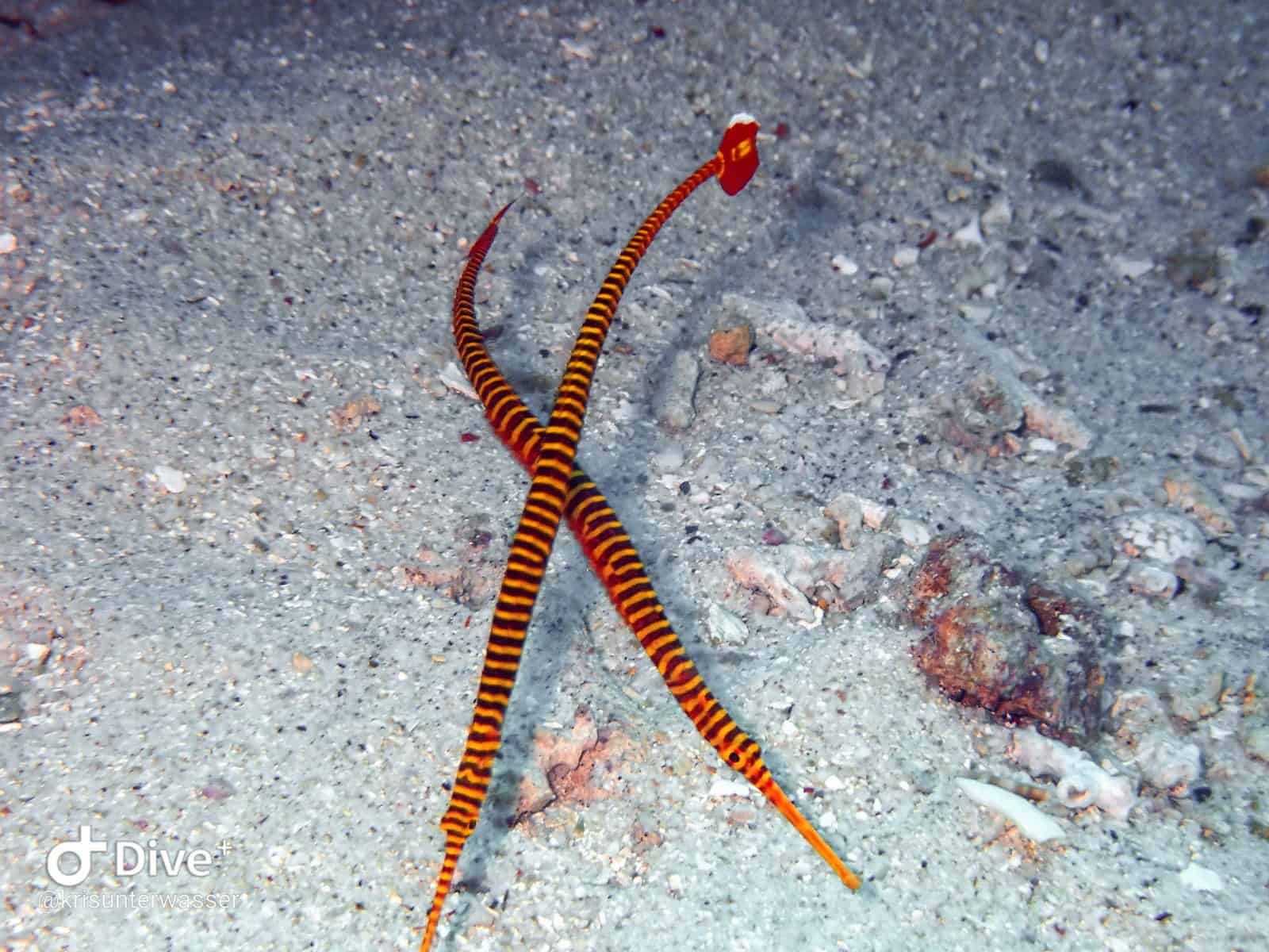 Pipefish | Two Fish Divers