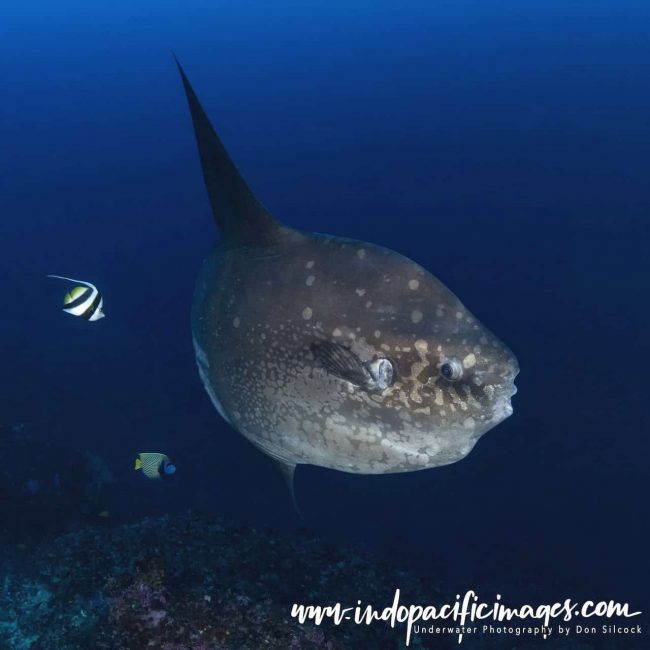 Mola Mola Lembongan
