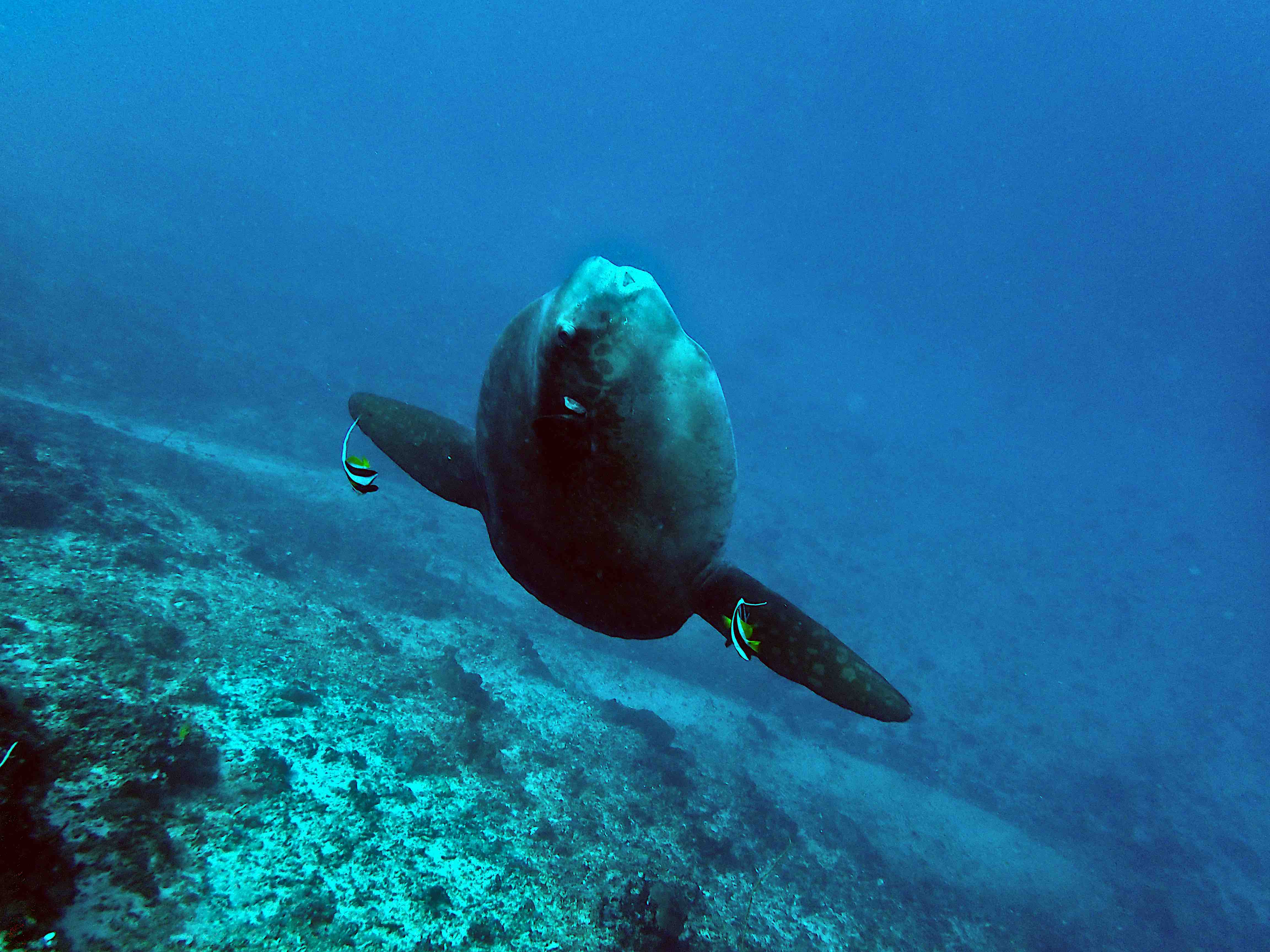 Mola season is full in motion at Two Fish Divers Sanur! Mola under water with cleanerfish