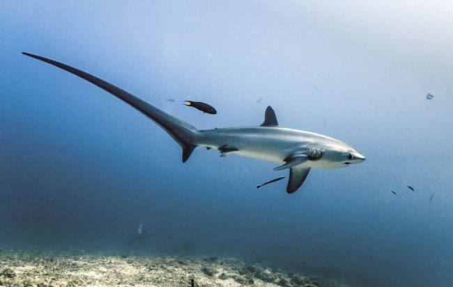 SEIFERT.ThresherShark_opt1 Thresher shark Bunaken