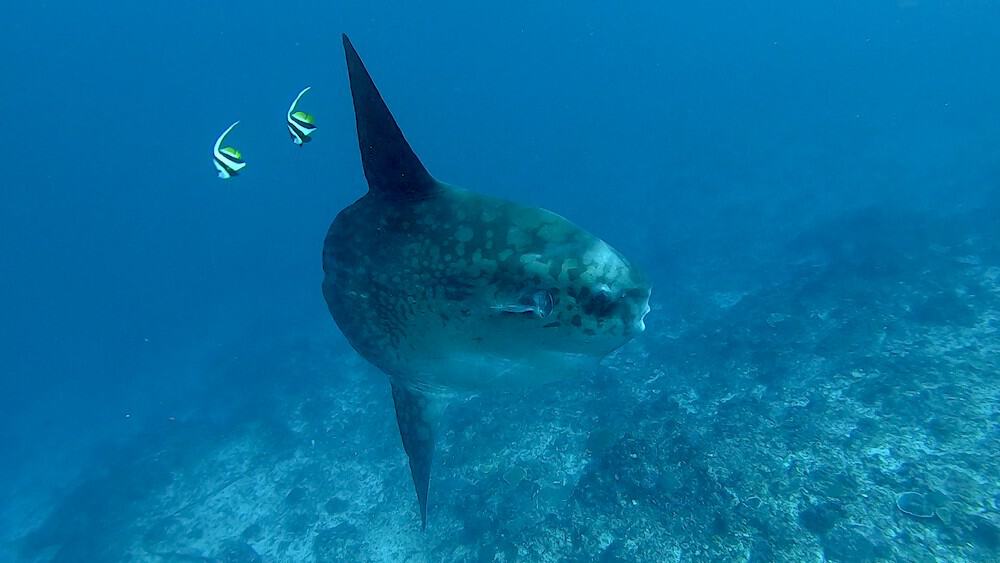 Shawnna DMT blog Mola Mola Nusa Lembongan