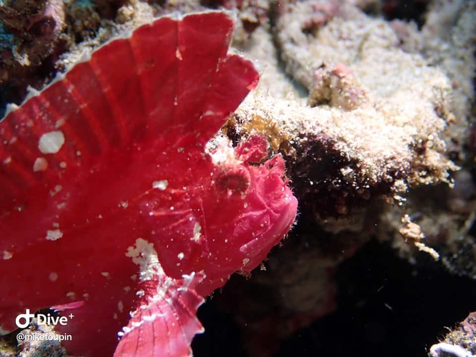leaf scorpionfish Leaf Scorpionfish Bunaken