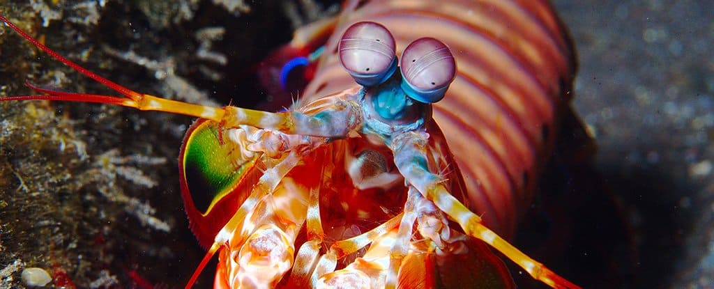 mantis_shrimp_eyes_flickr_1024 mantis shrimp in Nusa Lembongan