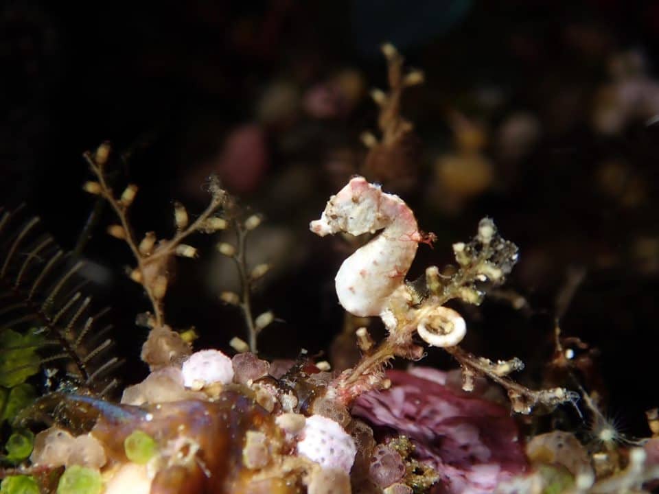pontohi Pontohi Pygmy seahorse diving in Bunaken