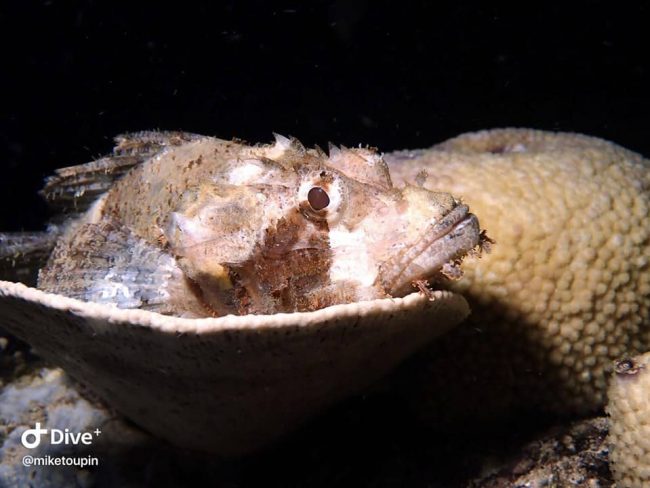 scorpionmike Sleepy Scorpionfish Spotted on a Bunaken Night Dive