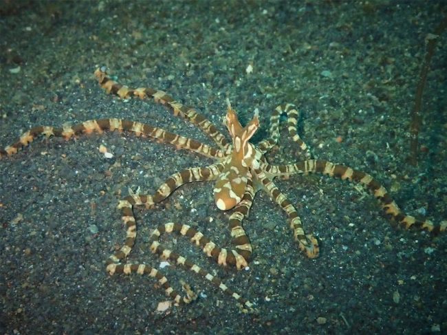 wonderful wunderpus lembeh Aug19
