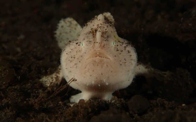 062-IMG_0914 muck diving amed