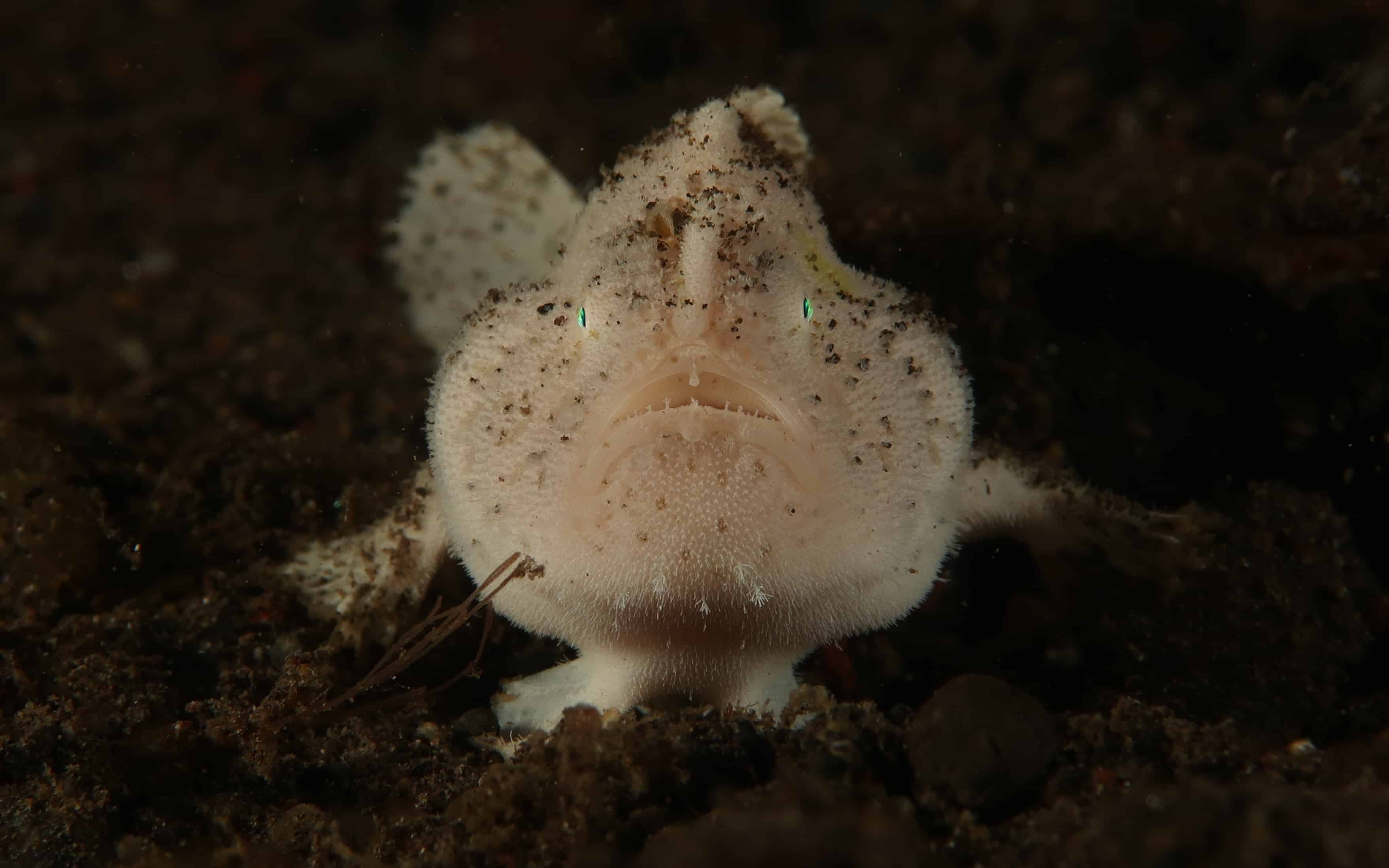 062-IMG_0914 muck diving amed