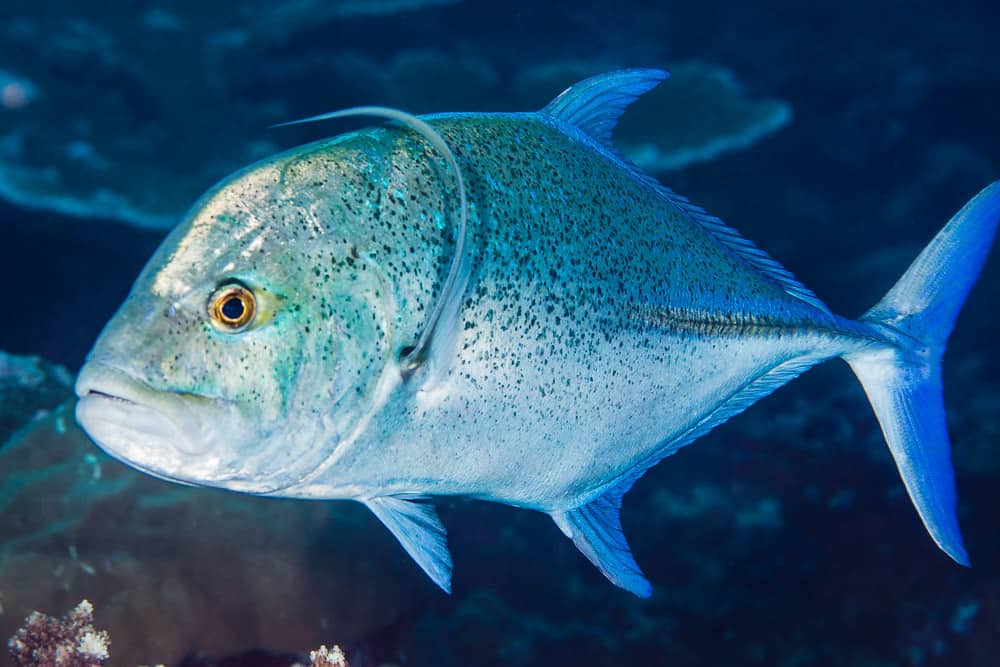 Bluefin Trevally Bluefin trevally south lombok