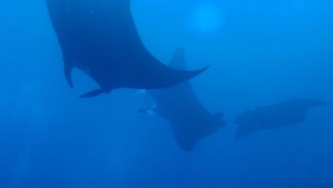 OLYMPUS DIGITAL CAMERA Two Fish Divemaster Internship