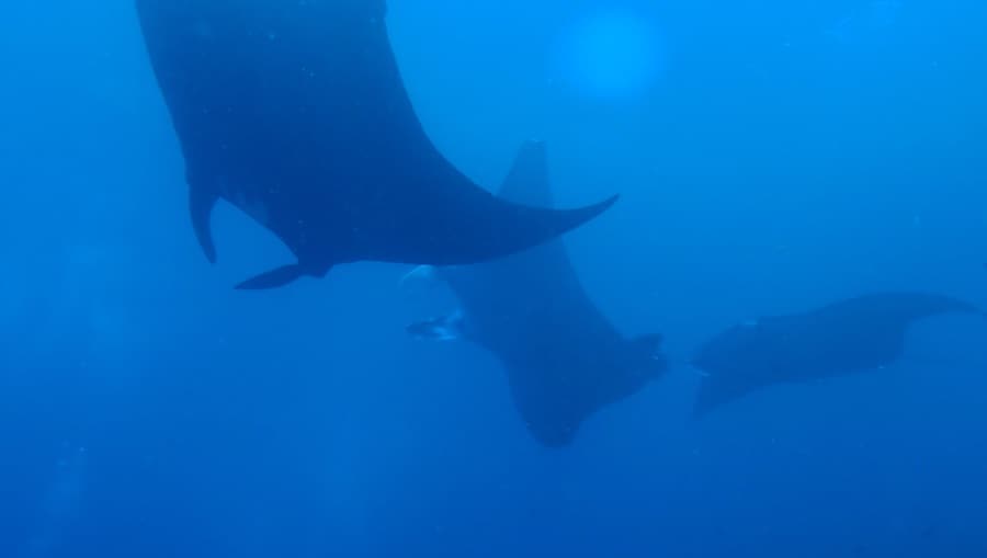 OLYMPUS DIGITAL CAMERA Two Fish Divemaster Internship