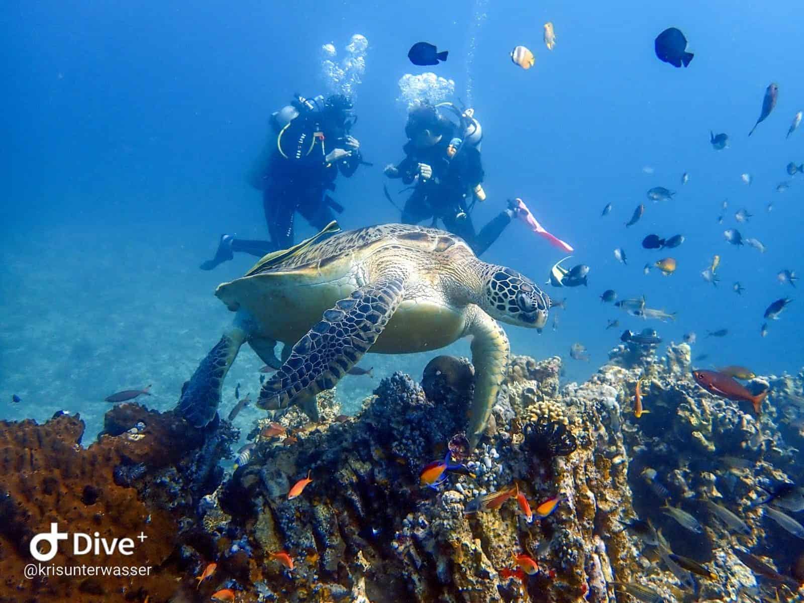 IMG-20190809-WA0031 PADI Nitrox Specialty