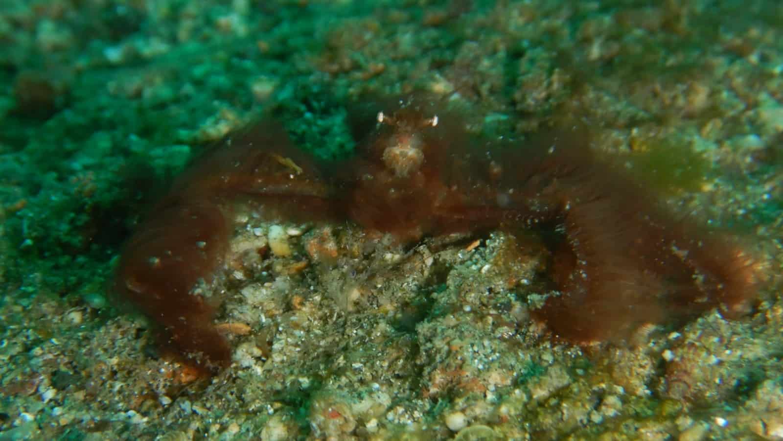 orangutan crab Come to Bunaken to see the Orangutan crabs