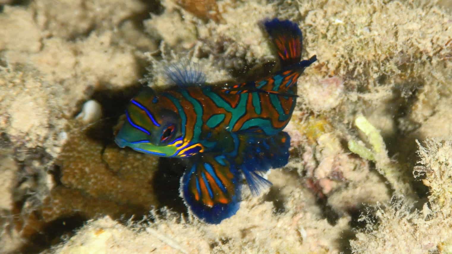 mandarin bunaken Mandarinfish mating