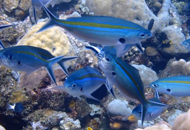 OLYMPUS DIGITAL CAMERA Cleaner Wrasse Amed