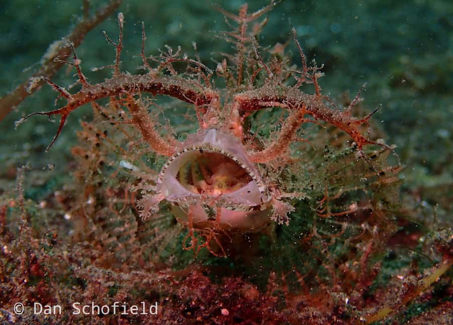 OLYMPUS DIGITAL CAMERA Ambon Scorpionfish