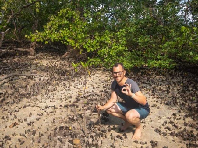 Mangrove Alex Bunaken mangroves