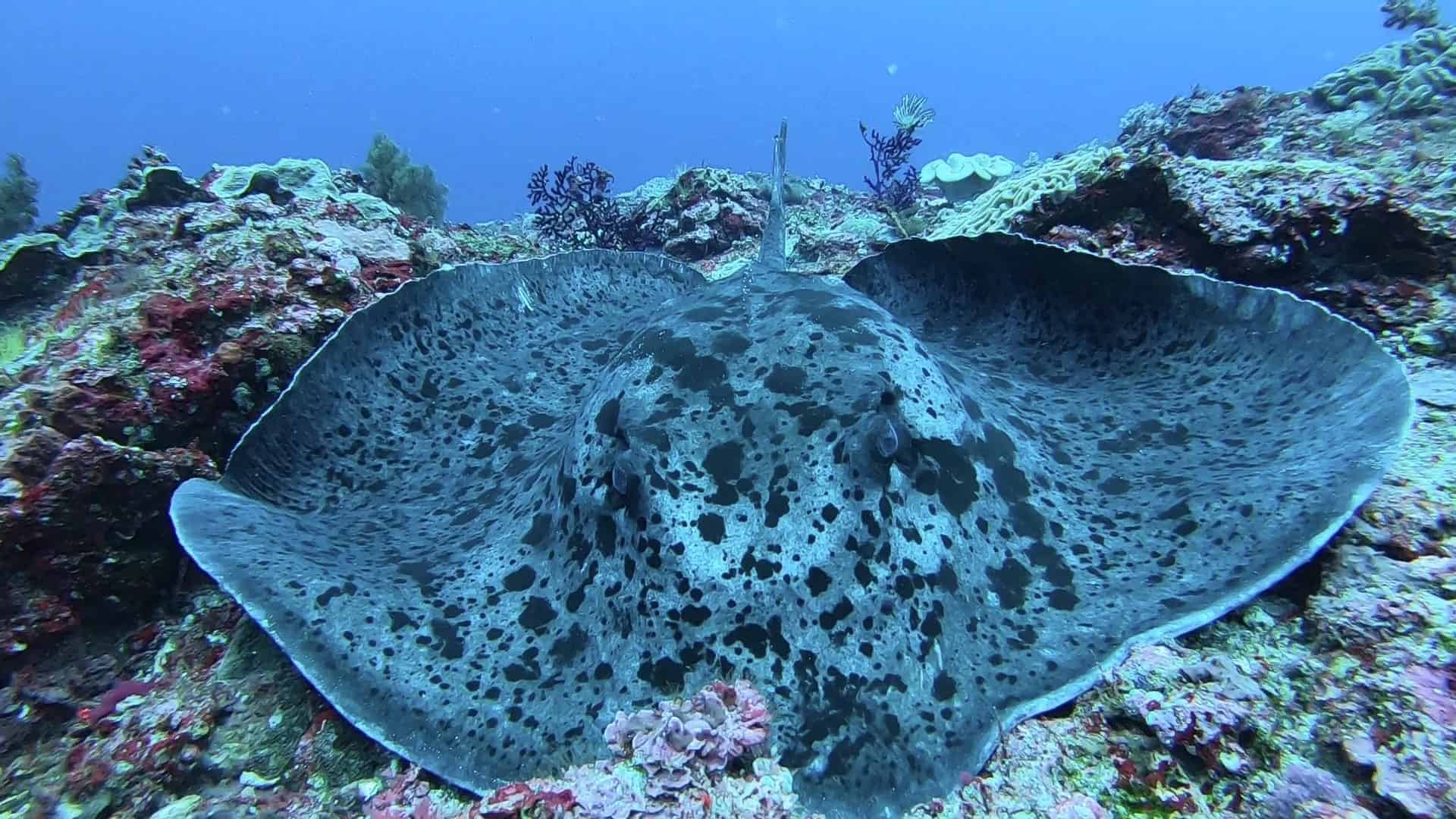 Marble Ray Marble Ray Crystal Bay