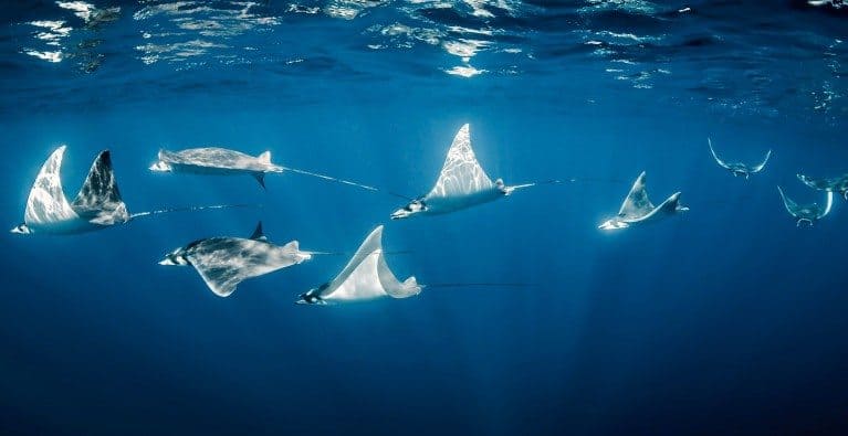SOSMag-Iss05-InsideStory04-Im001-©ShawnHeinrichsCopyright-BlueSphereMedia-767×395 Mobula rays
