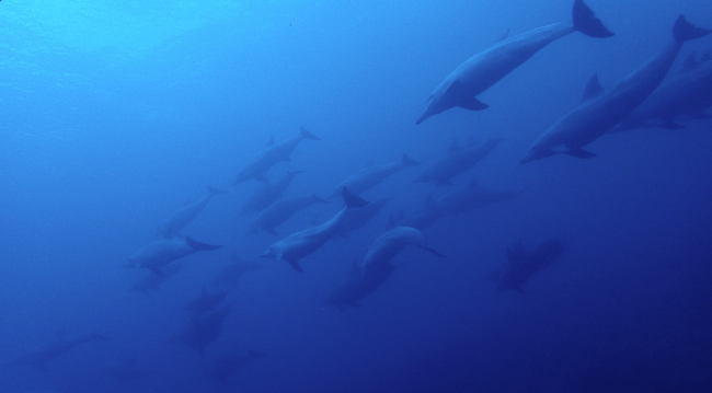 Dolphins Dolphin in Bali