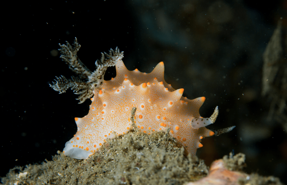 Screen Shot 2019-09-18 at 08.45.51 Nudibranch Lembeh