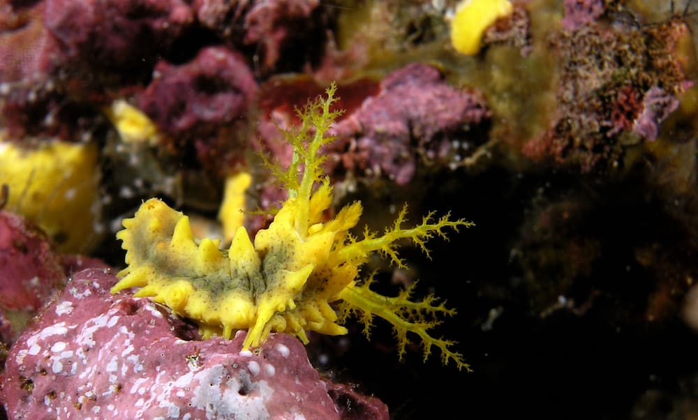 OLYMPUS DIGITAL CAMERA Sea cucumber