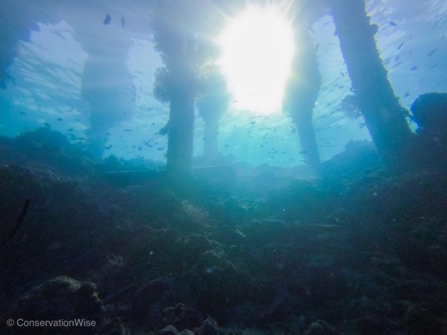 Under Jetty Project AWARE Week- The fight against plastic in Bunaken
