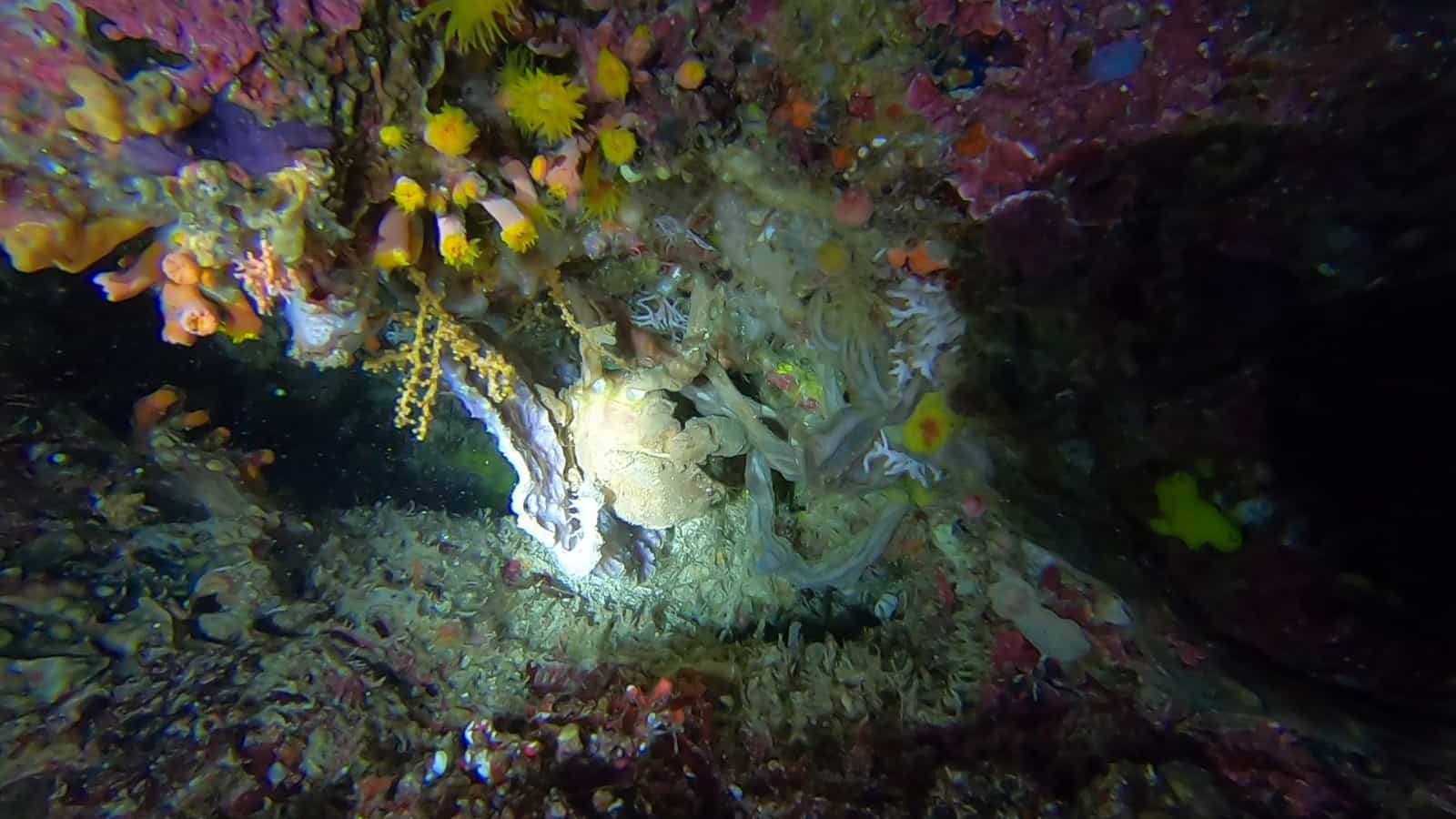 Sponge Crab Sponge crabs