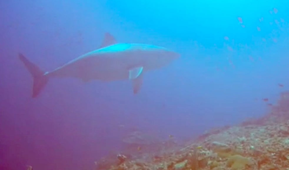 great white copy Great White Shark