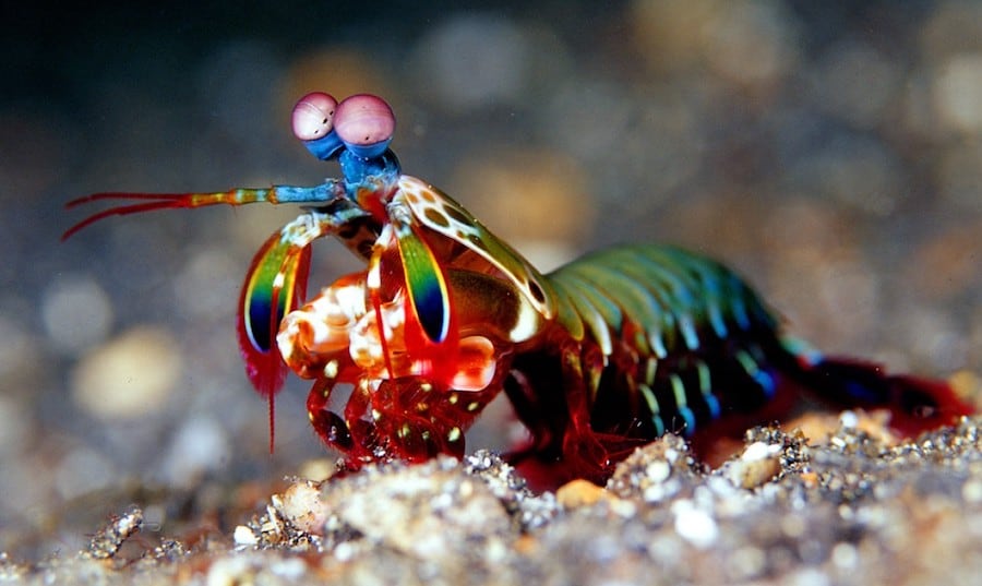 mantis shrimp mantis shrimp