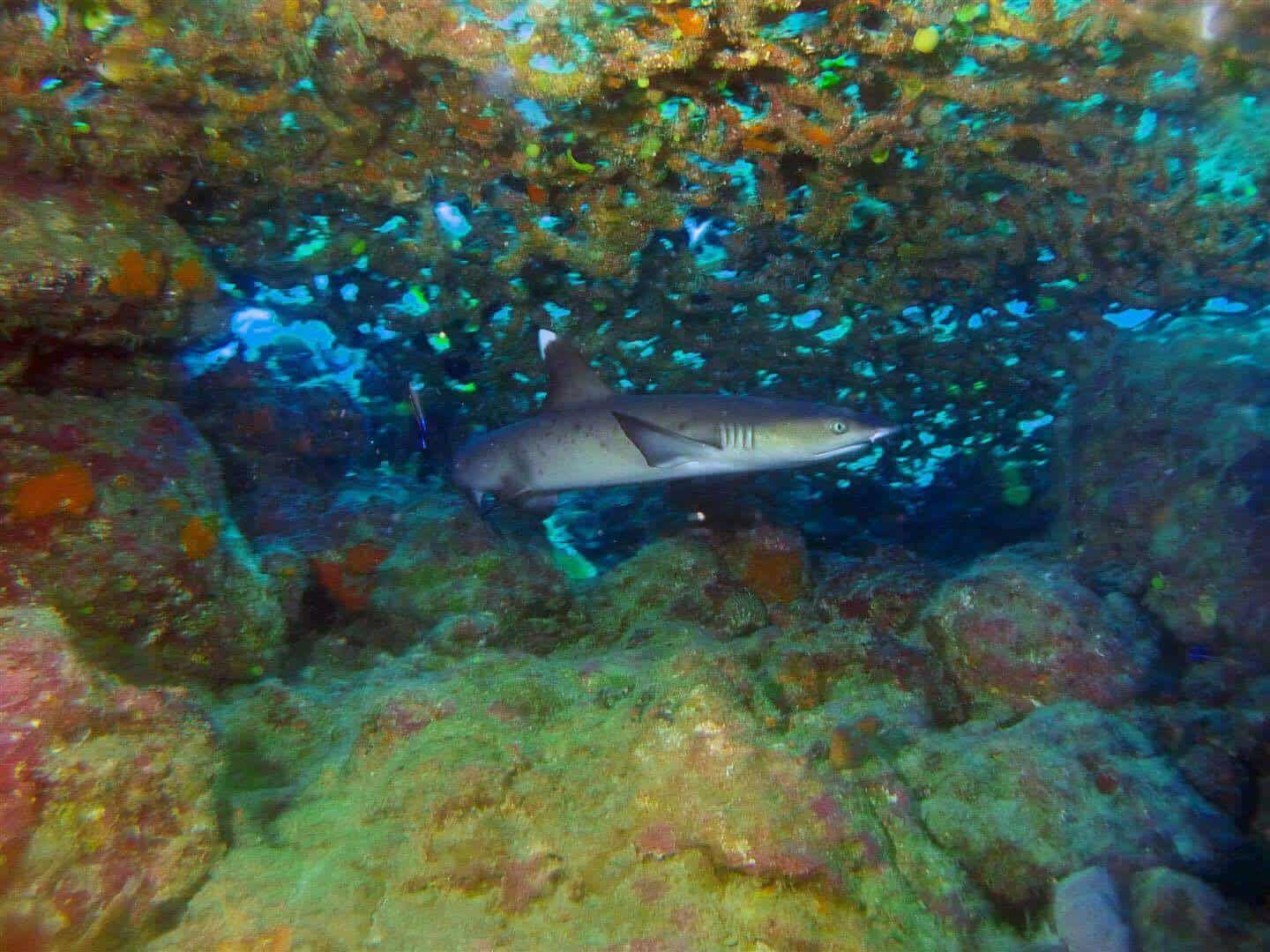 baby white tip Divemaster shark cave