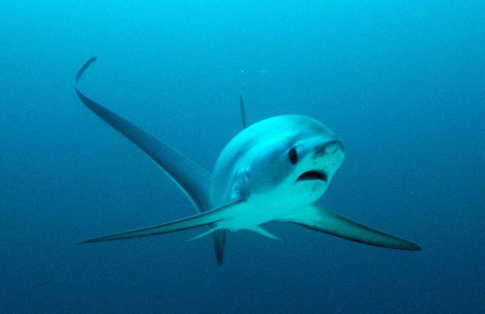 tresher shark copy Thresher Sharks