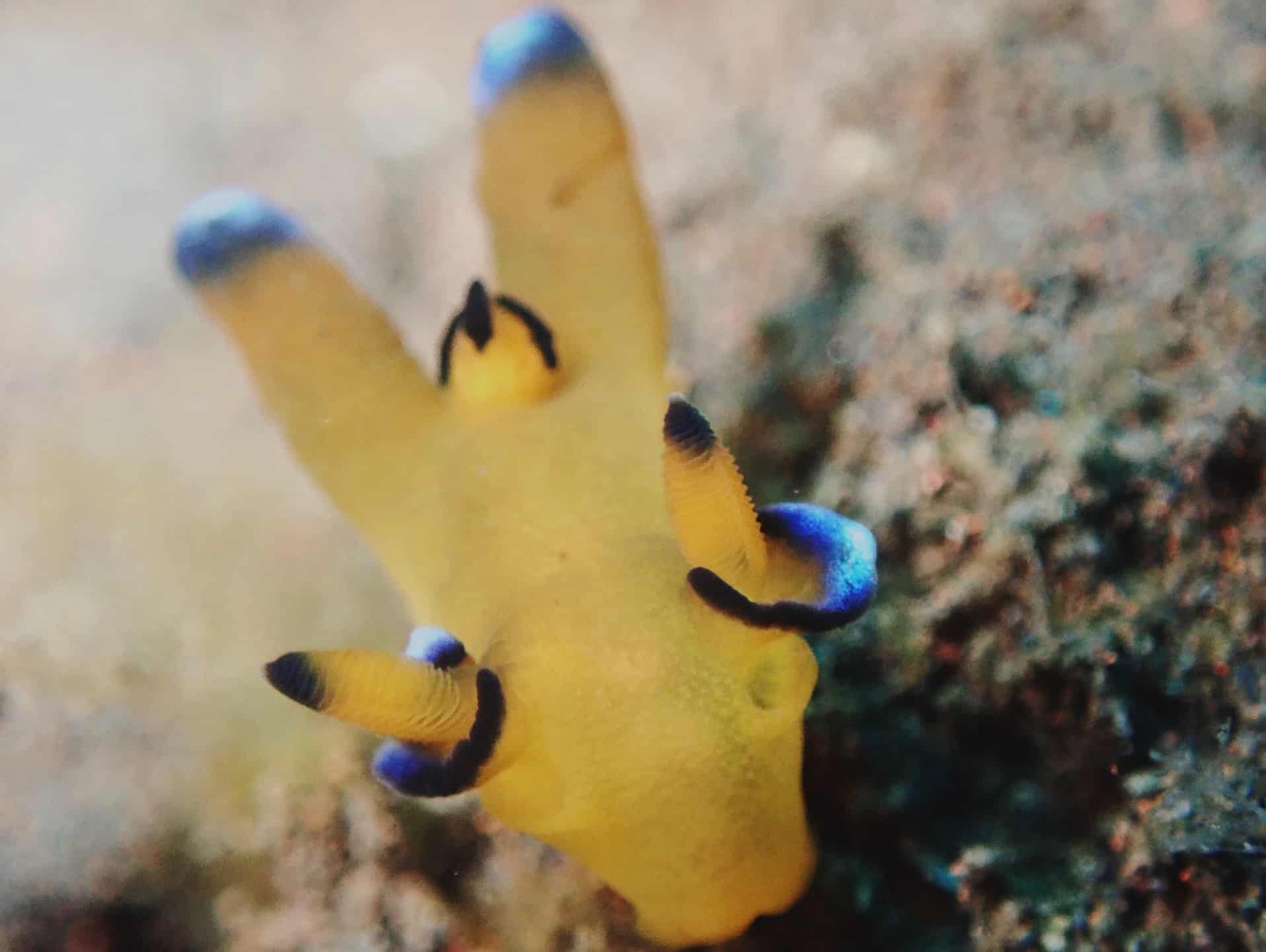 OLYMPUS DIGITAL CAMERA Processed with VSCO with 4 preset Amed House Reef Pikachu