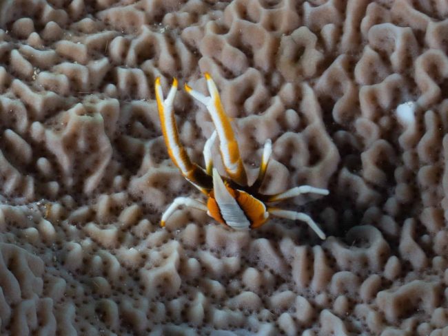 Squat Lobster Squat Lobster