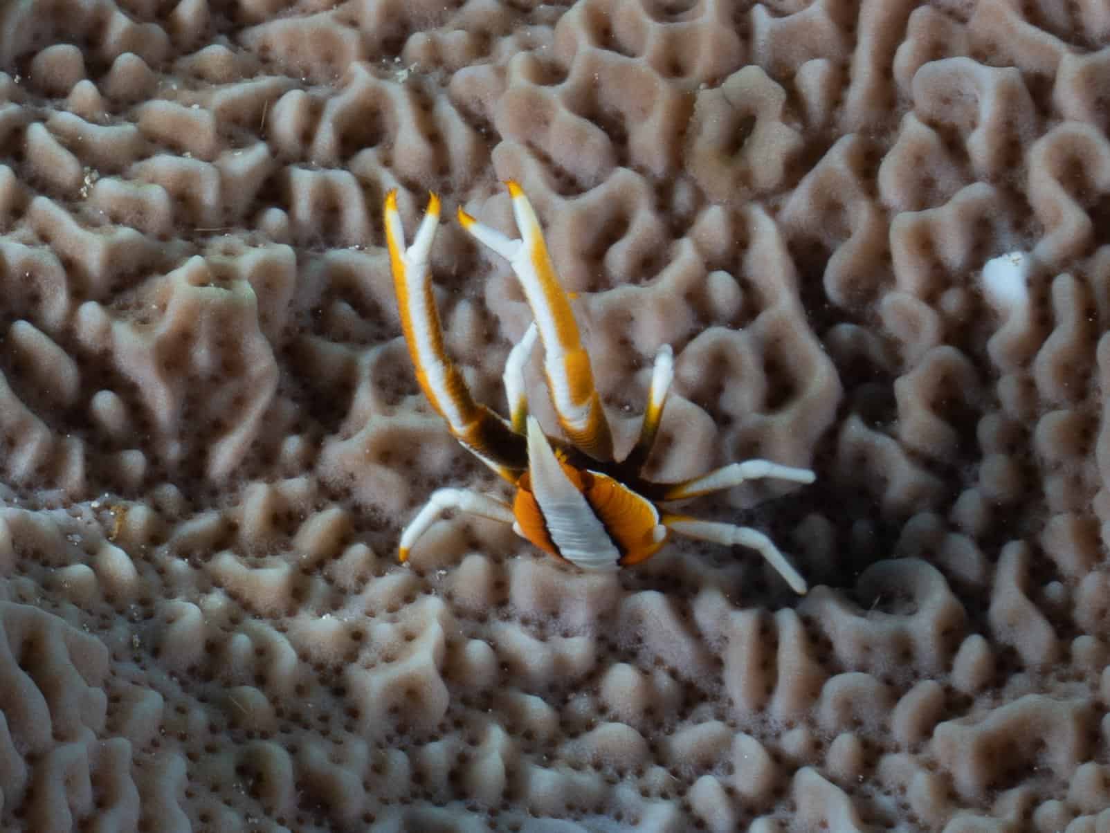 Squat Lobster Squat Lobster