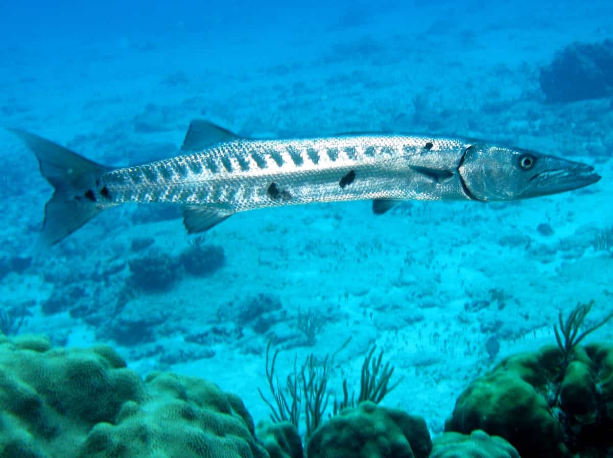 Barracuda Drift dive bali