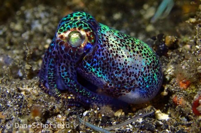 Bobtail Squid Lembeh