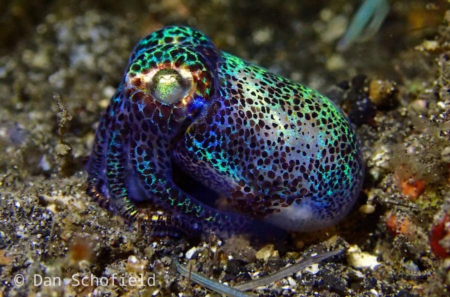 OLYMPUS DIGITAL CAMERA Bobtail Squid Lembeh