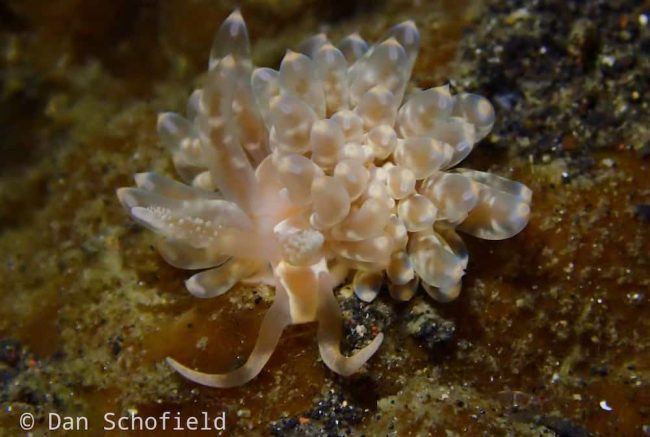 OLYMPUS DIGITAL CAMERA Nudibranch in Lembeh