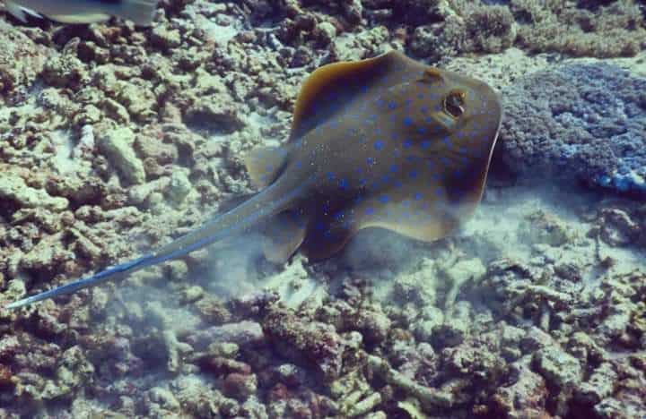 bluespotted ribbontail ray Ribbontail Rays in Bunaken